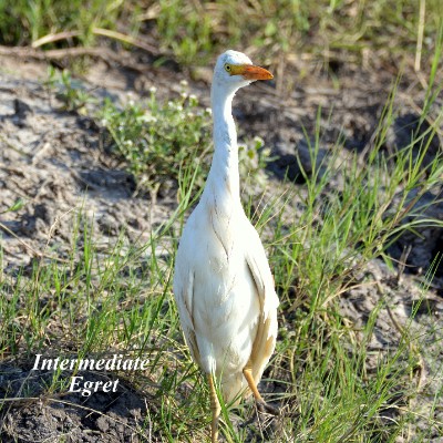 Intermediate Egret